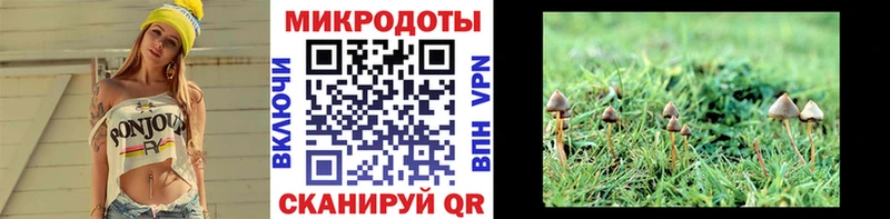 Псилоцибиновые грибы Psilocybe Сосногорск